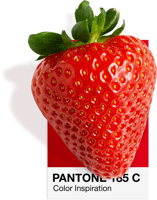 Fraise sur un nuancier Pantone 185 C, le rouge de Vatra